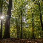 Stille im Wald