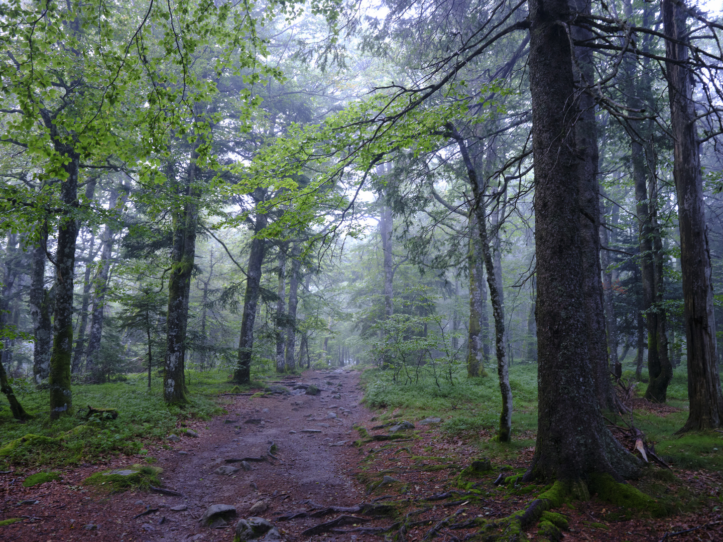 Stille im Wald