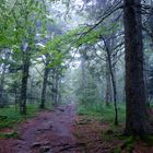 Stille im Wald