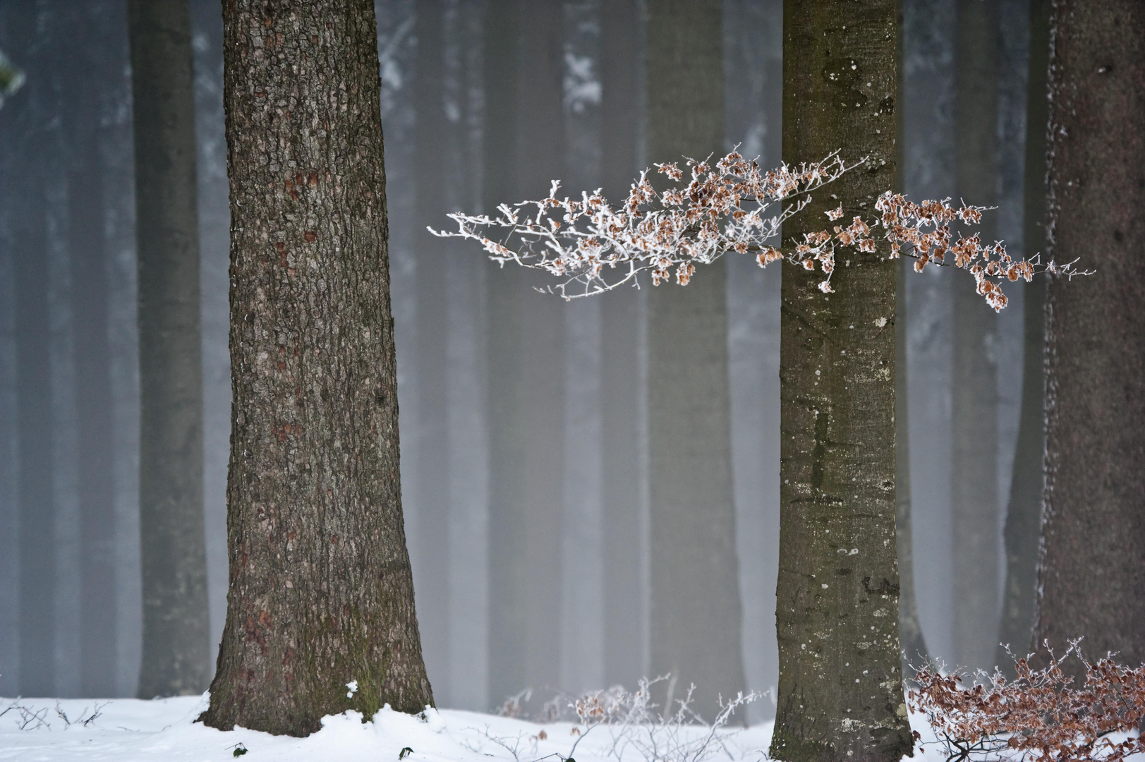 Stille im Wald