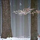 Stille im Wald