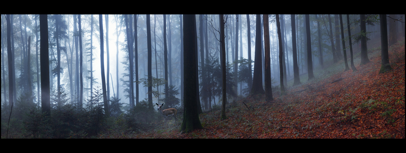 Stille im Wald