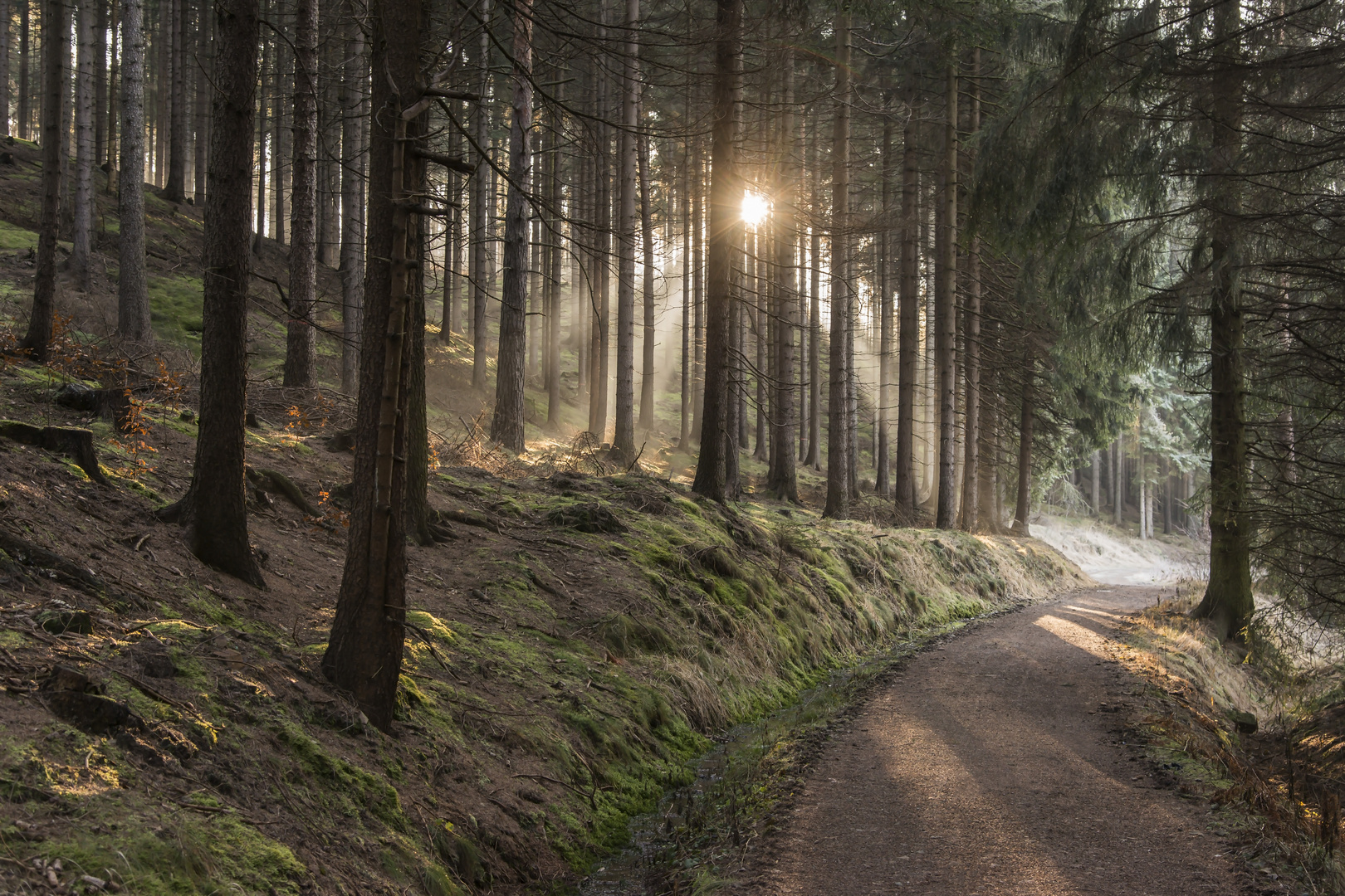 Stille im Wald