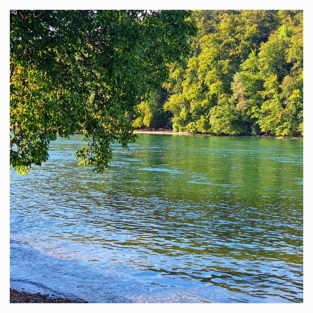 Stille Rheinlandschaft bei Schupfen