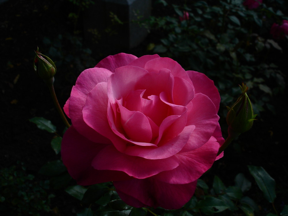 stille Rose