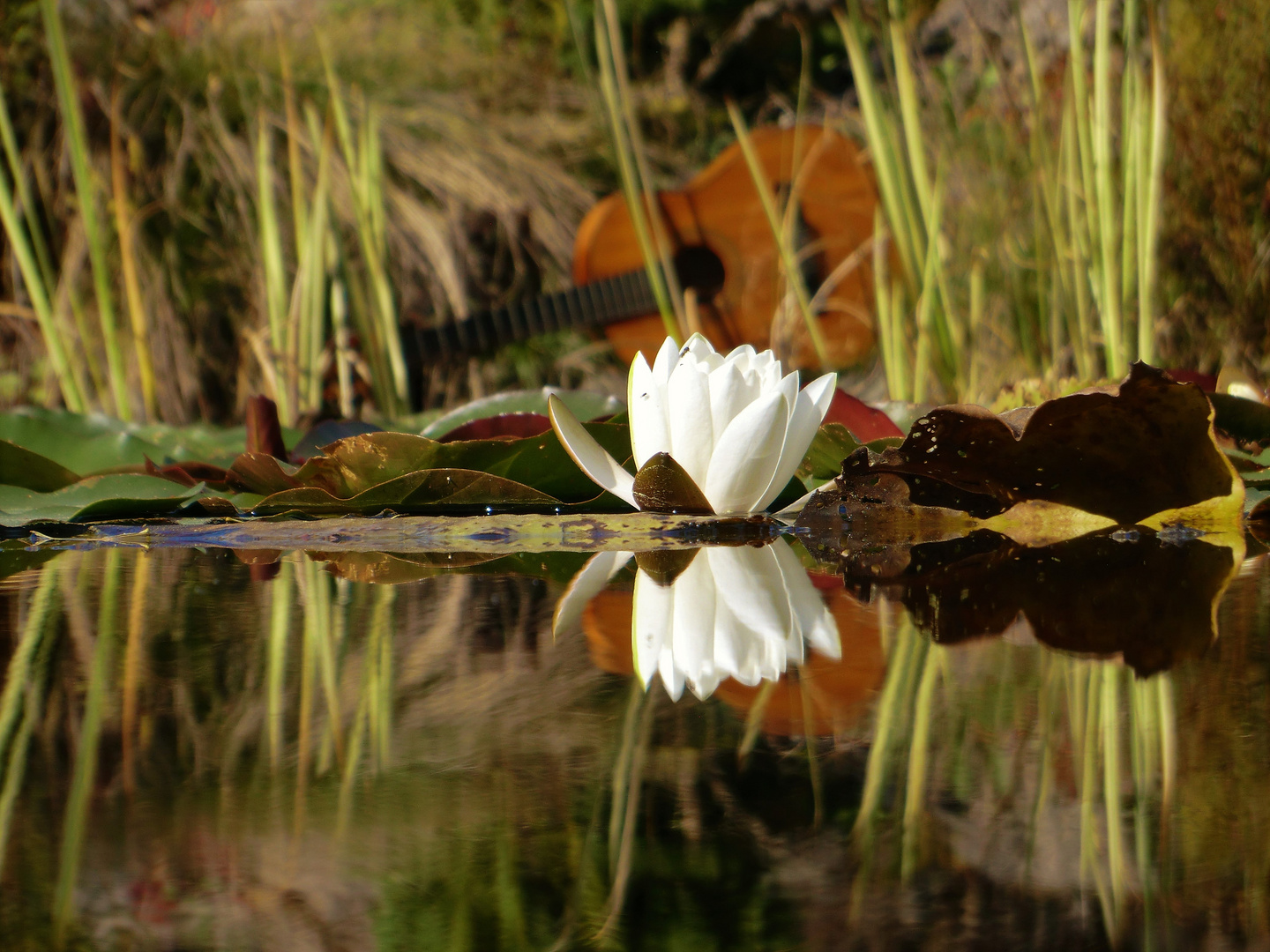 Stille Schönheit