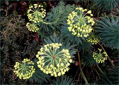 Stille Silvester-Knaller im Garten