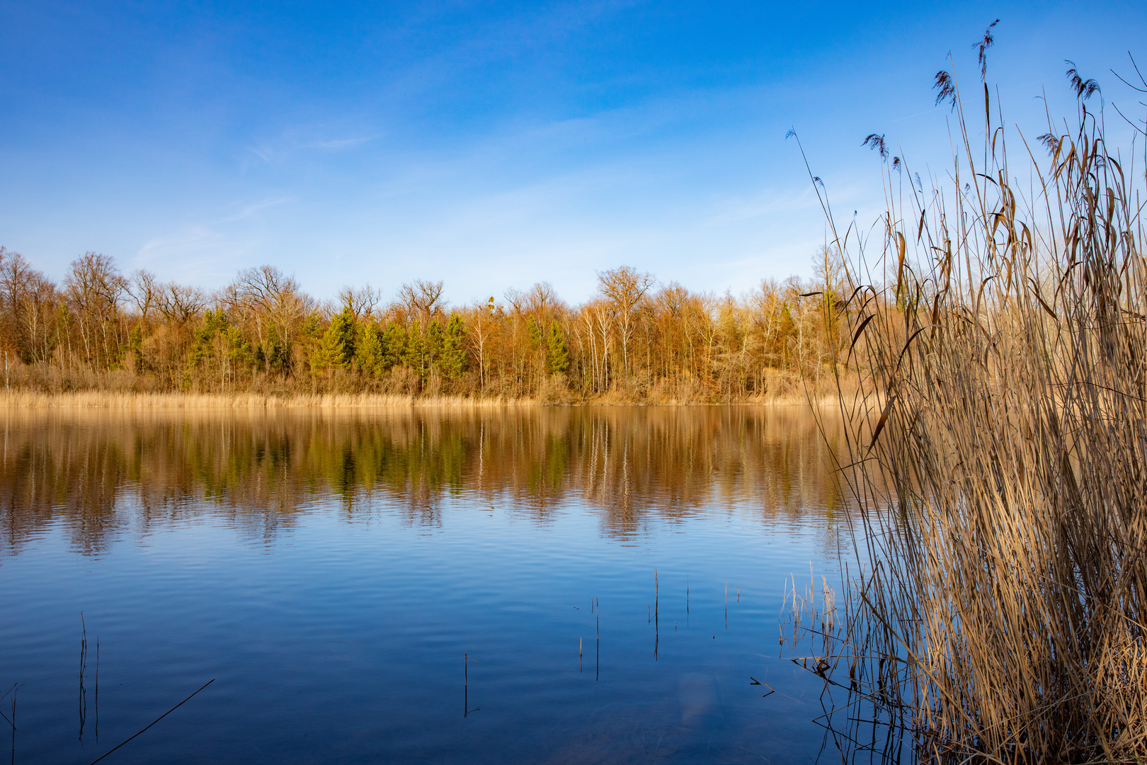 Stille Stunden am Altrhein