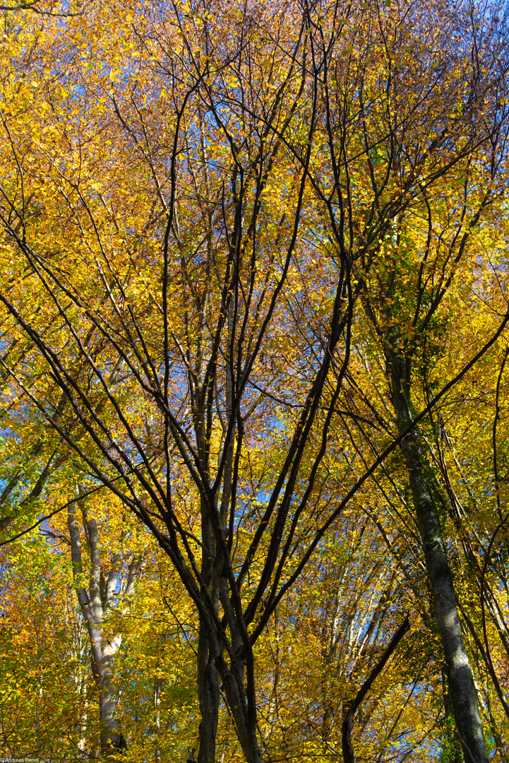 Stille und Entspannung im Wald