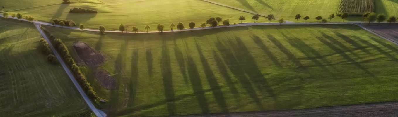 Stille Wächter am Straßenrand