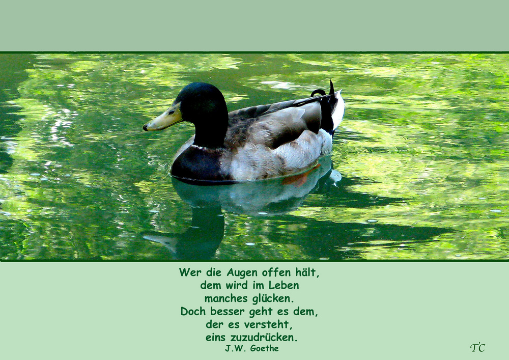 STILLE WASSER