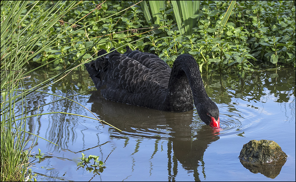 Stille Wasser