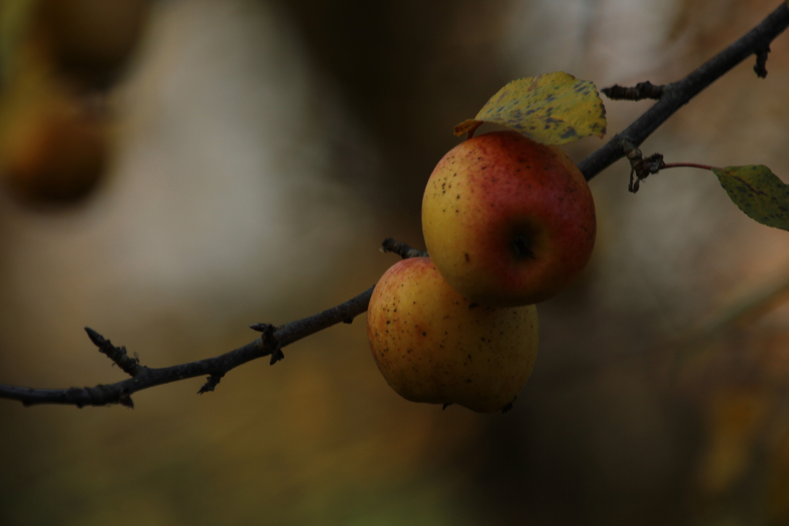 Stilleben Äpfel