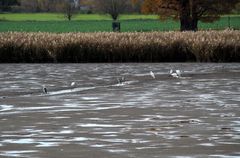 Stilleben am abgelassenen See