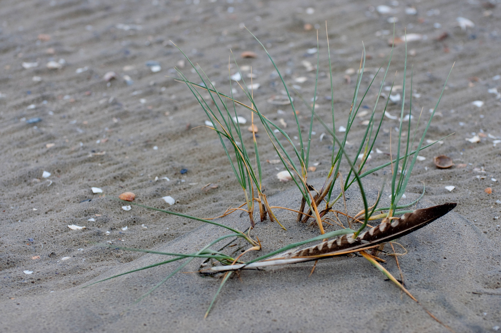 Stilleben am Strand