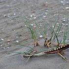 Stilleben am Strand