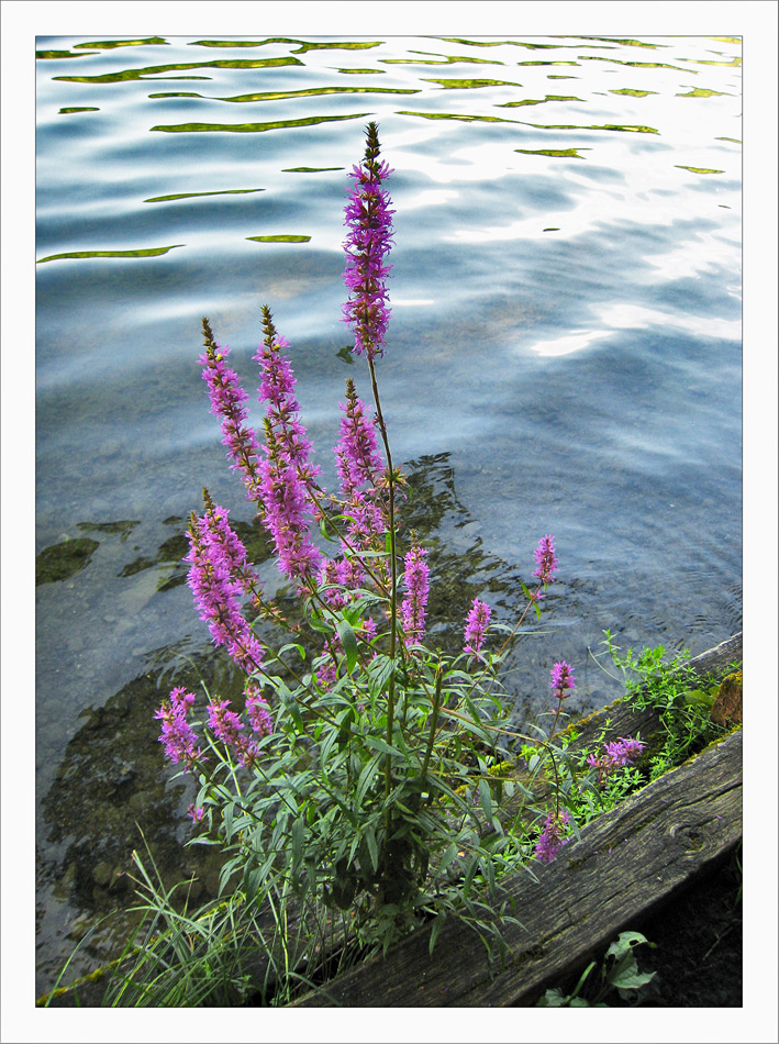 Stilleben am Türlersee...