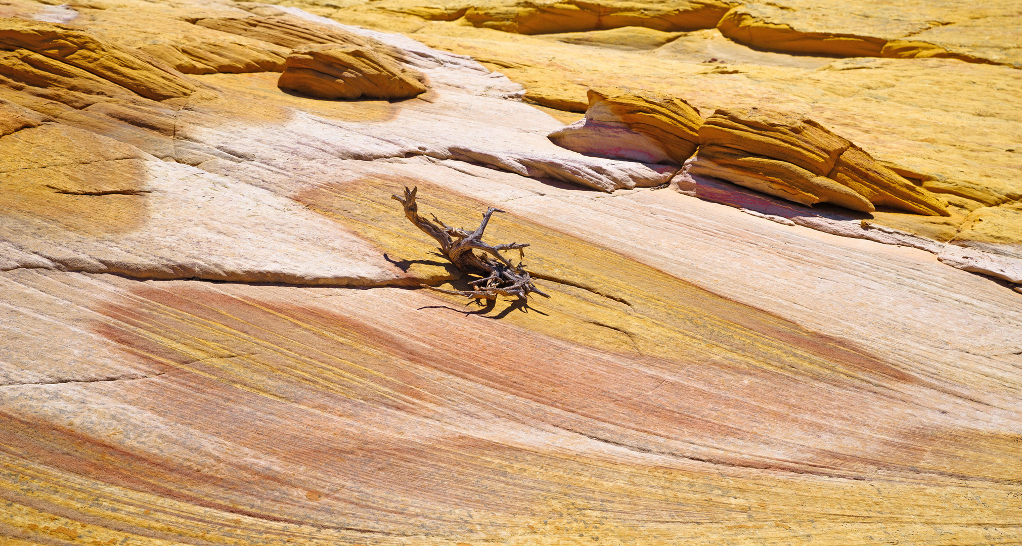 Stilleben auf dem Yellow Rock