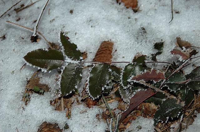 Stilleben im Schnee