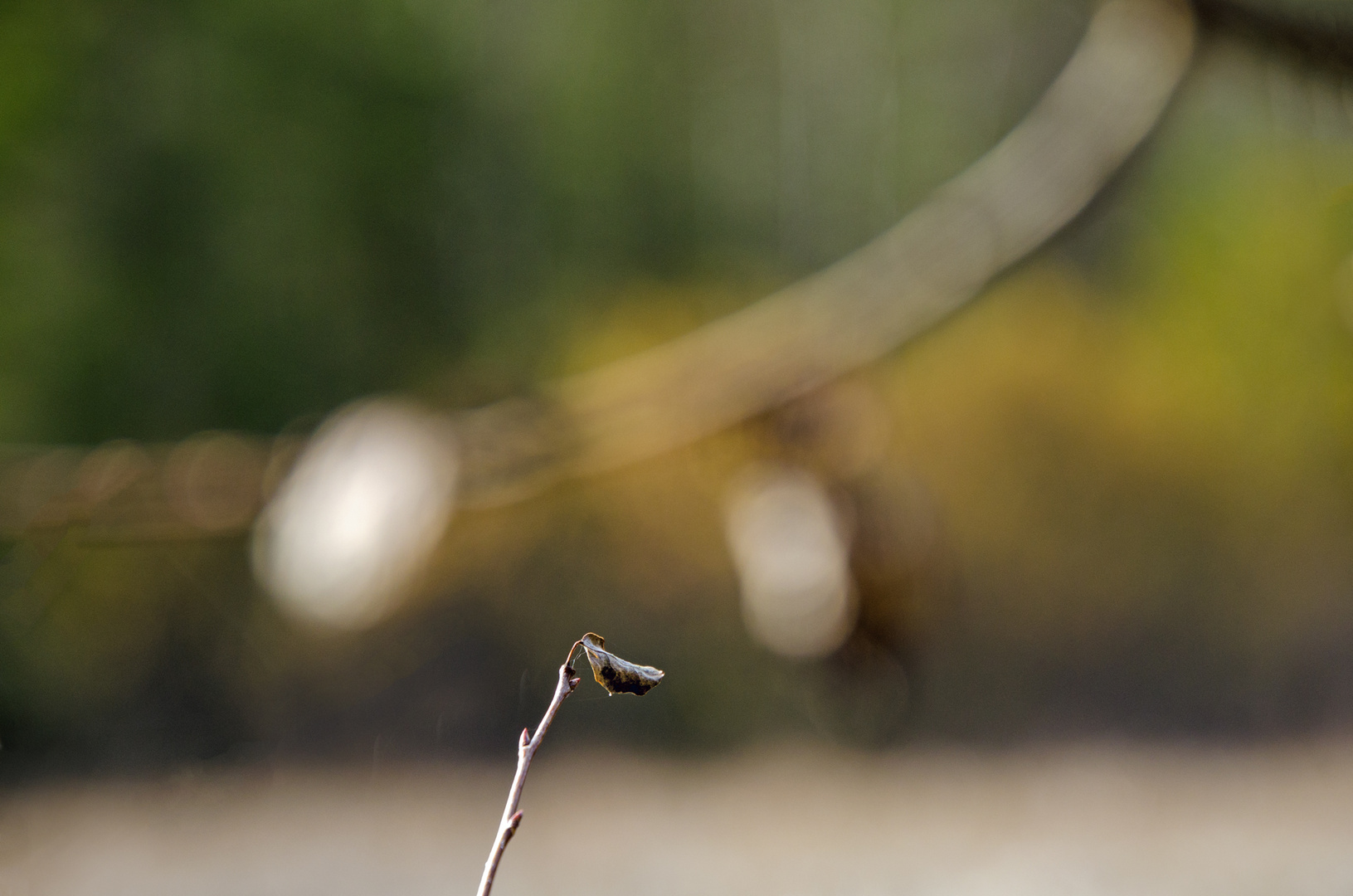 Stilleben im Wald