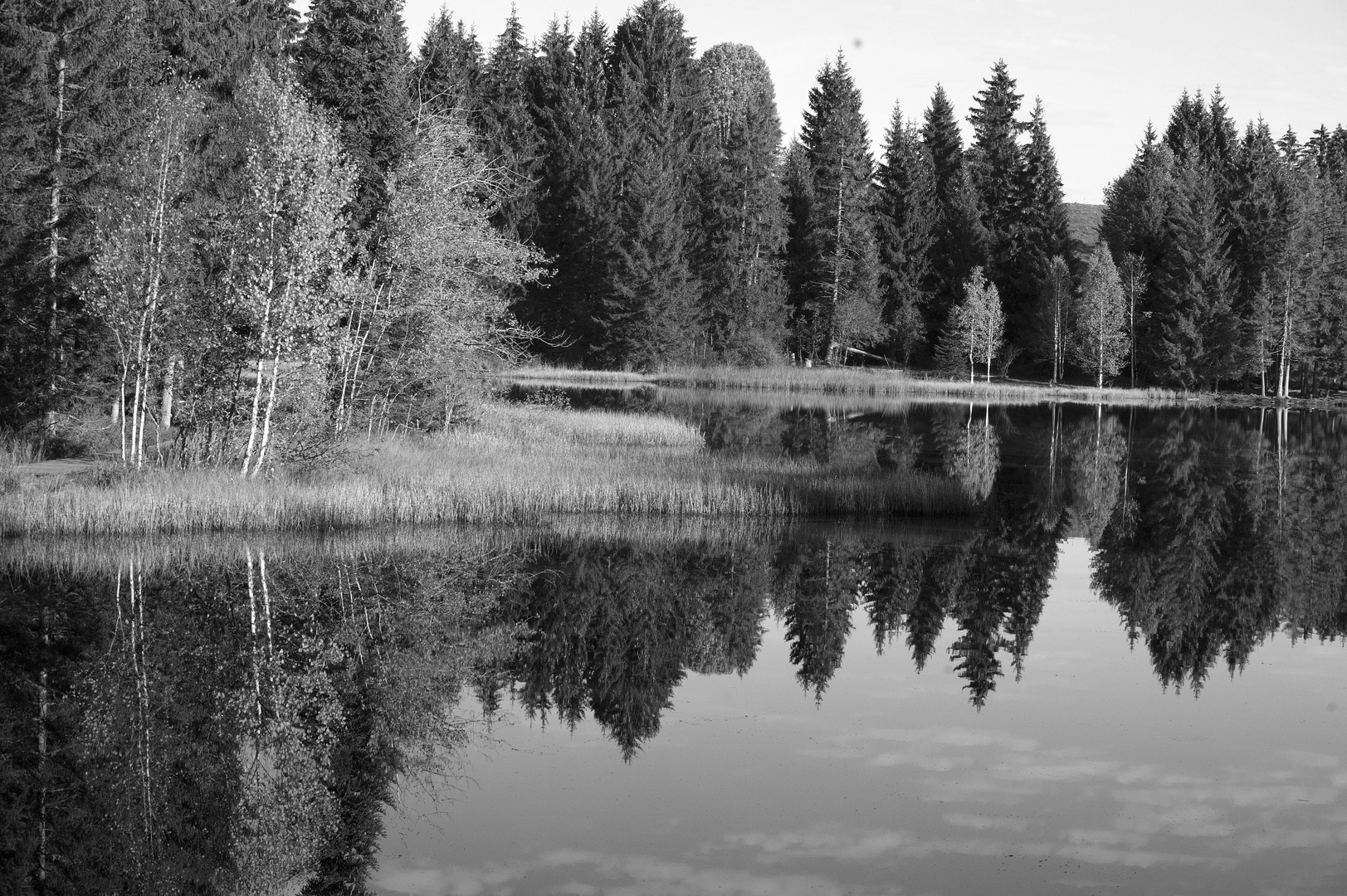 Stilleben Lac de la Gruyere