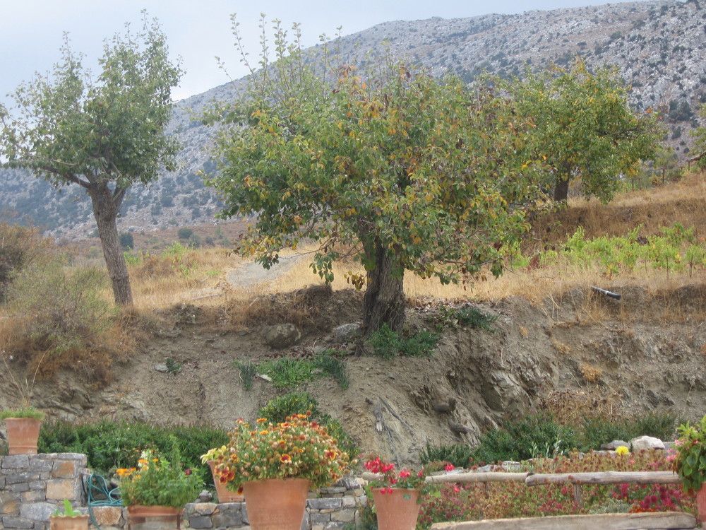 Stilleben - Lassithi - Hochebene in Kreta