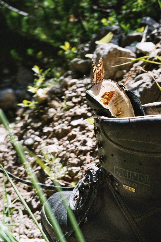 Stilleben mit Bergschuh und Schmetterlingen