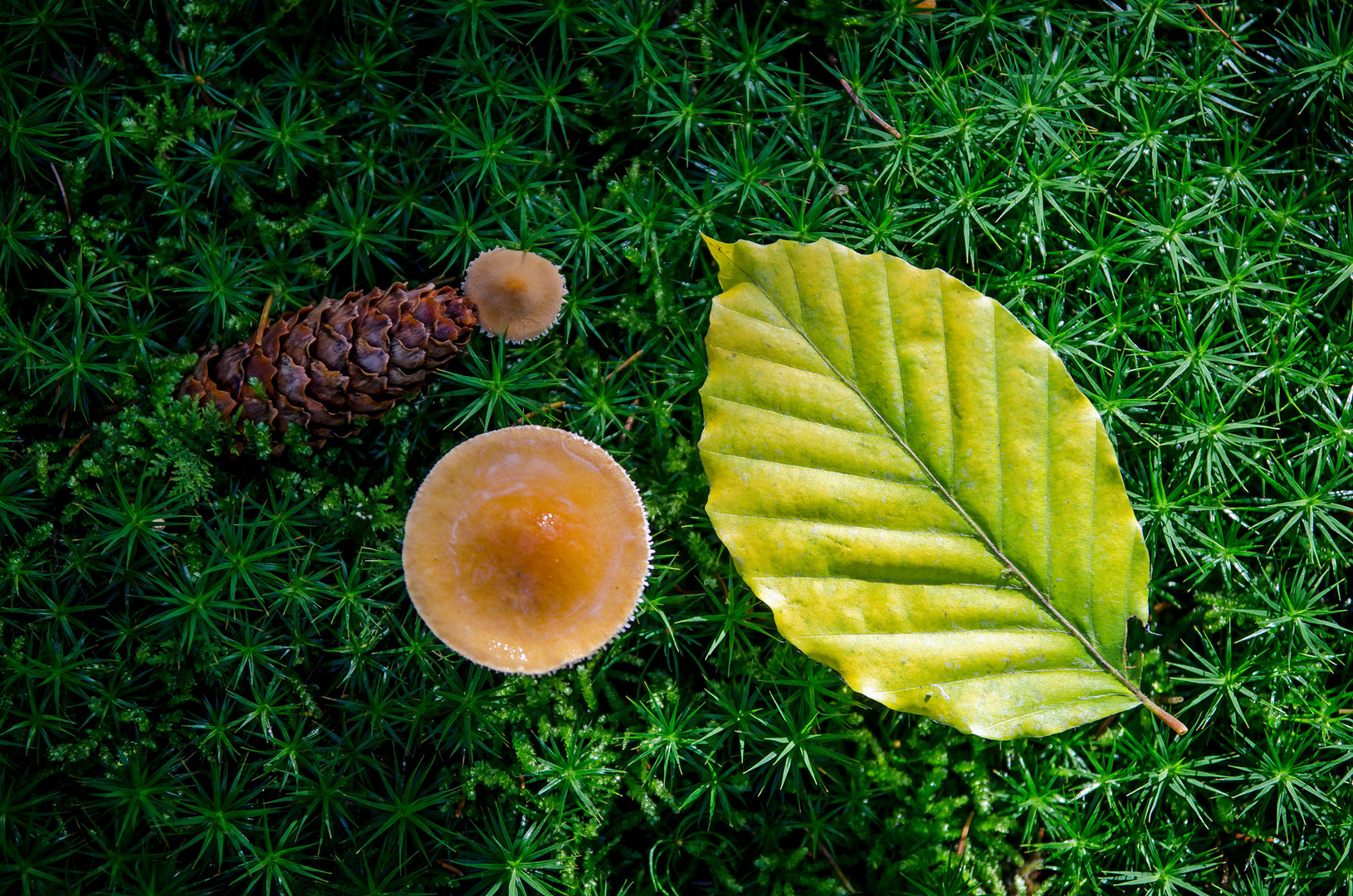 Stilleben mit Blatt und Pilz