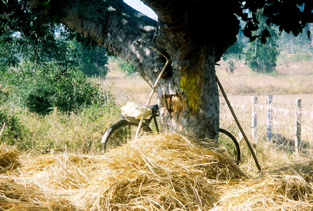 Stilleben mit Fahrrad und Baum