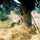 Stilleben mit Fahrrad und Baum