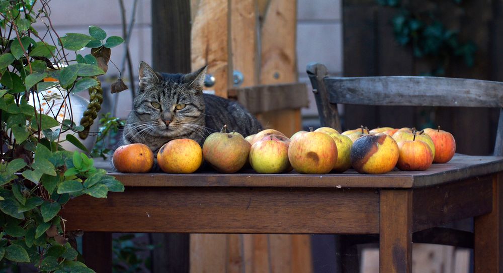 Stilleben mit Katze (die lag ja auch ganz still)