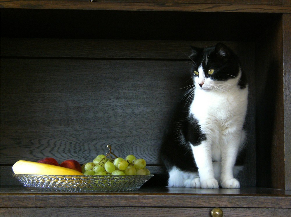 Stilleben mit Katze