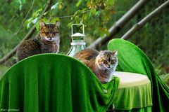 Stilleben mit Katzen