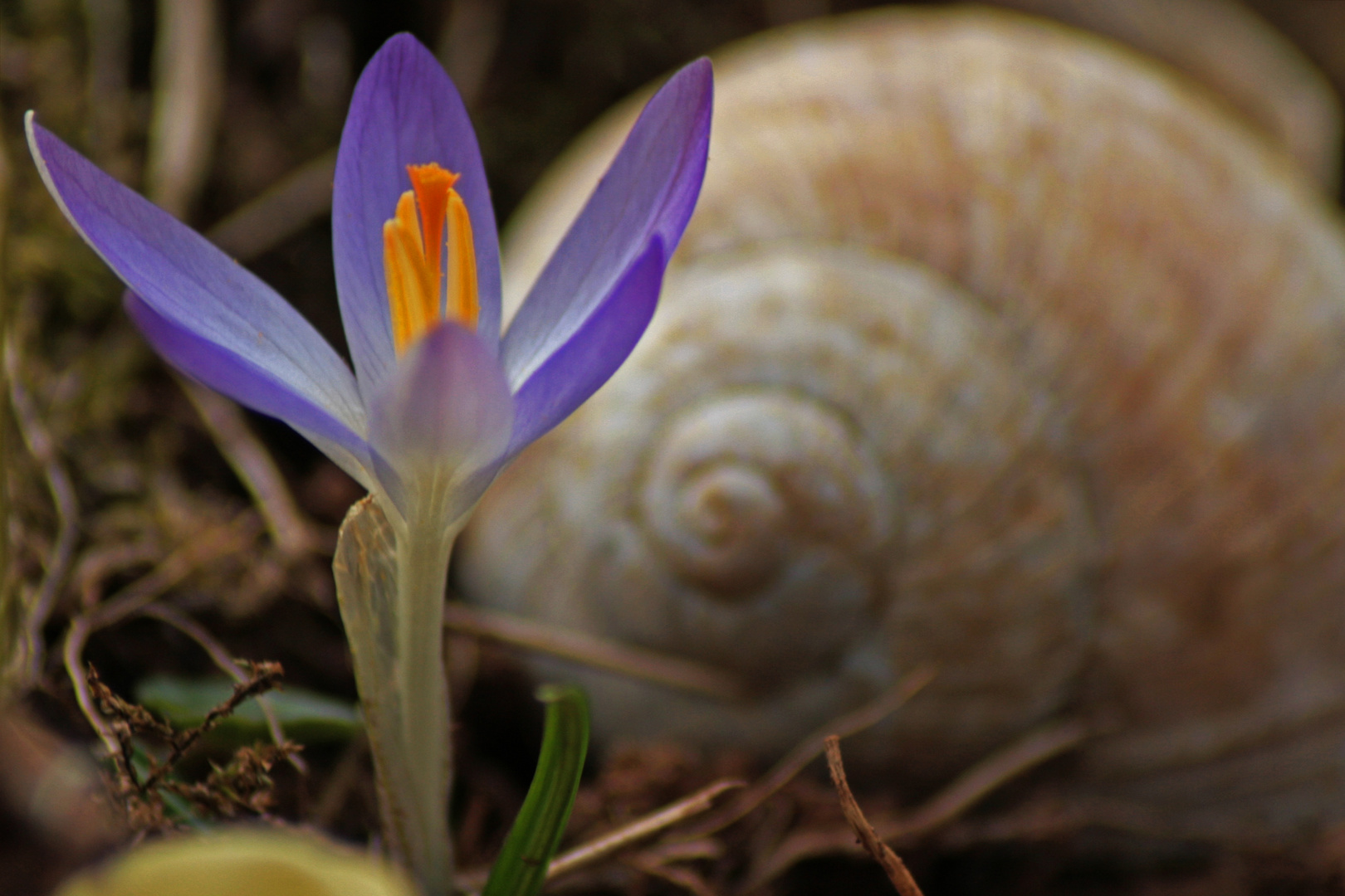 Stilleben mit Krokus