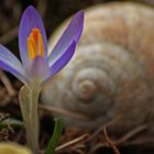 Stilleben mit Krokus