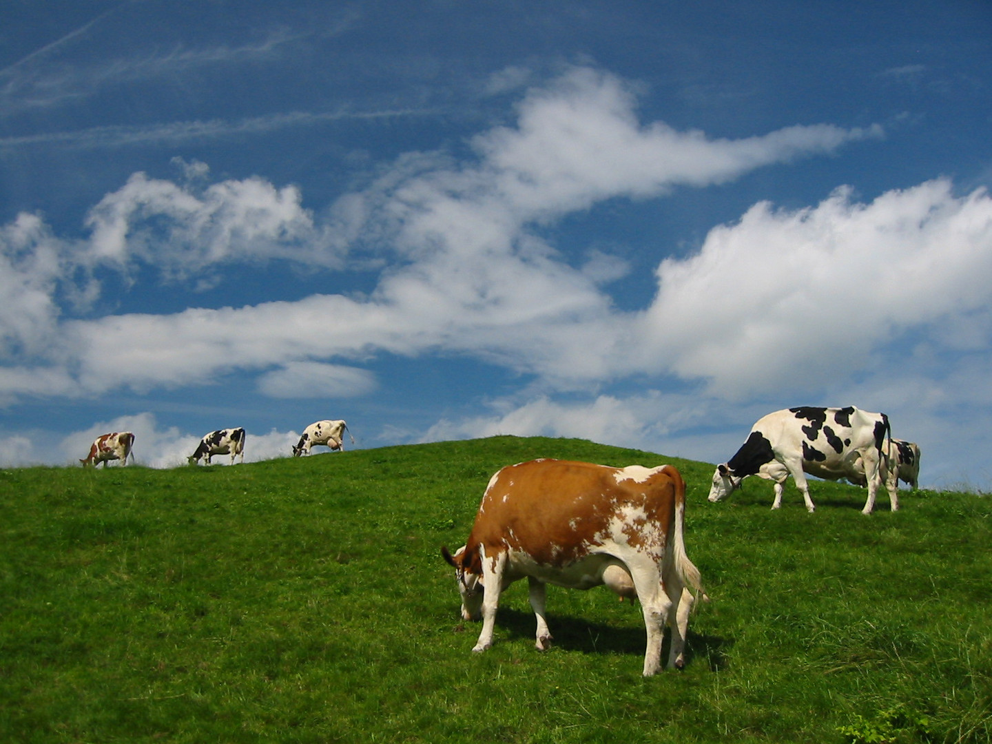 Stilleben mit Kühen auf Wiese