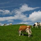 Stilleben mit Kühen auf Wiese