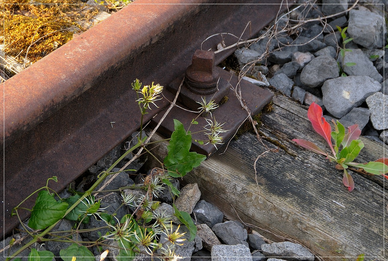 Stilleben mit Leben ...