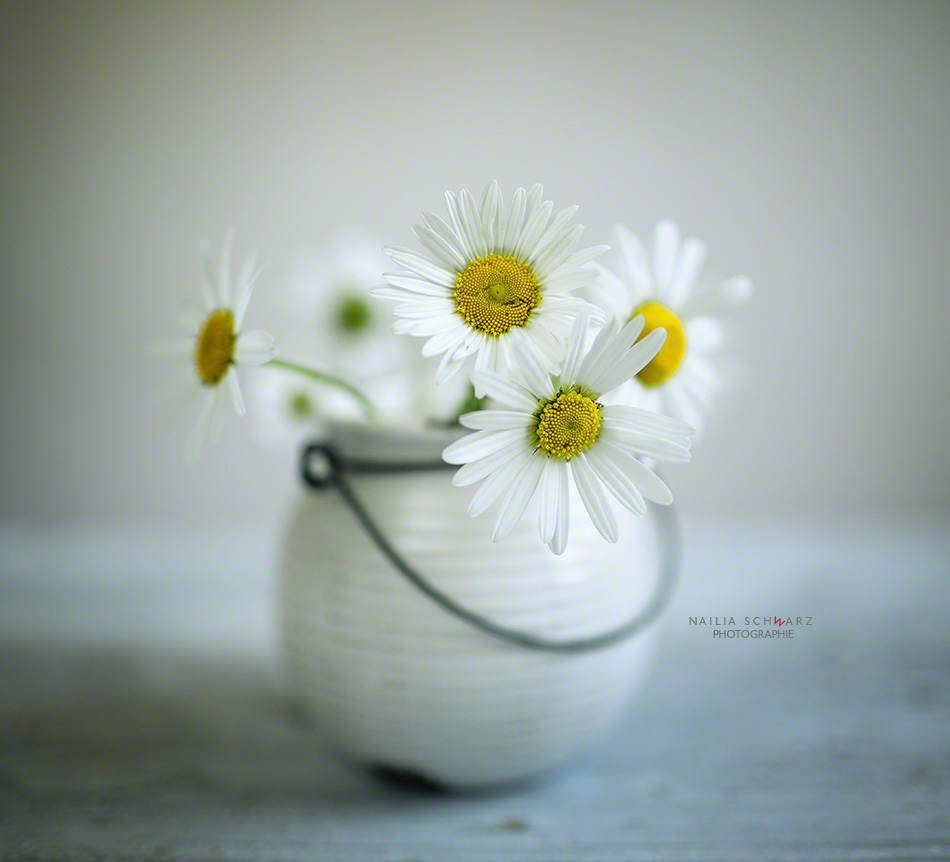 Stilleben mit Margeriten