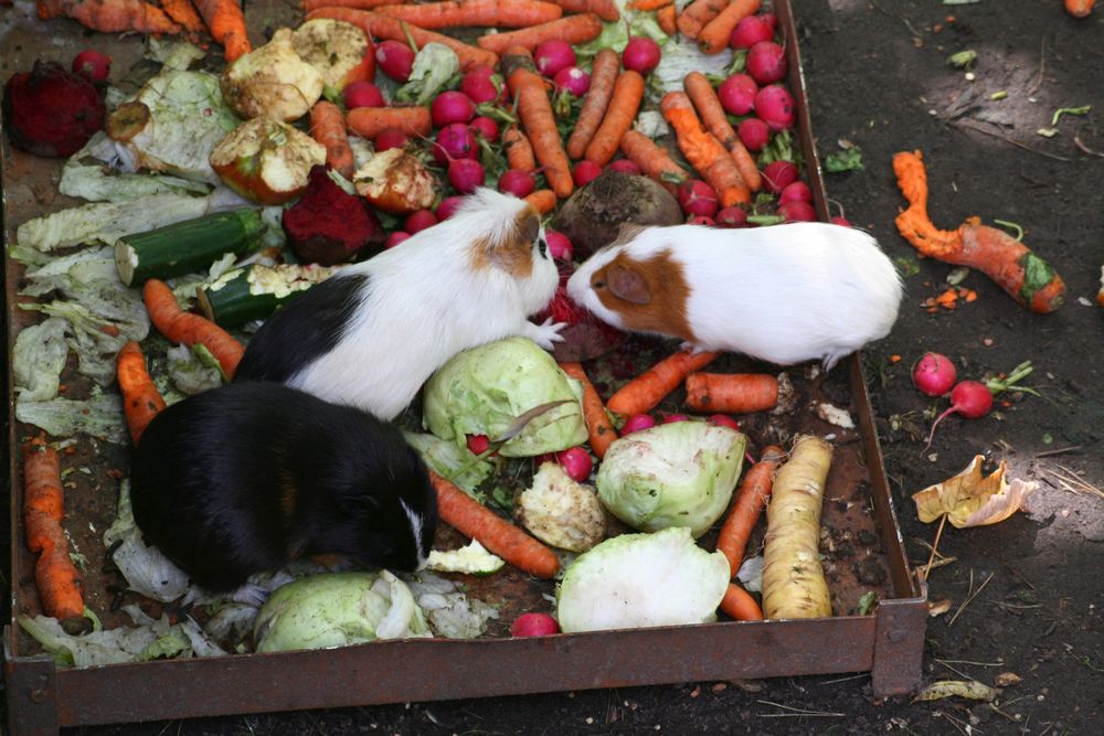 Stilleben mit Meerschweinchen