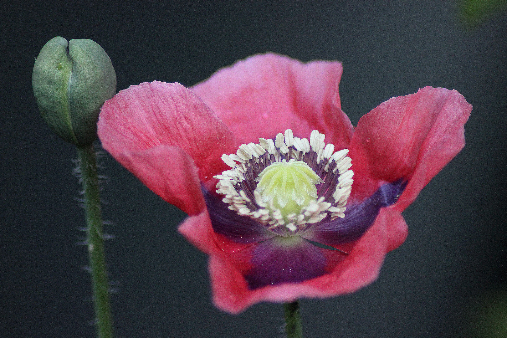 Stilleben mit Mohn