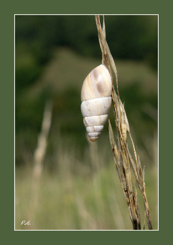 Stilleben mit Schnecke