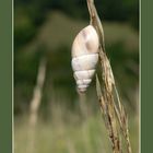 Stilleben mit Schnecke