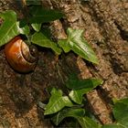 Stilleben mit Schnecke