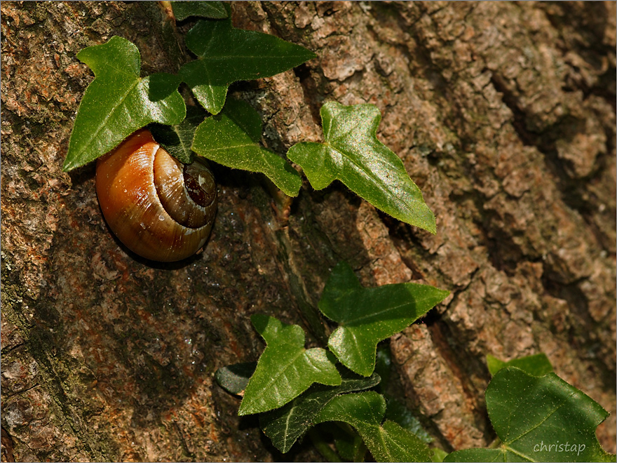 Stilleben mit Schnecke