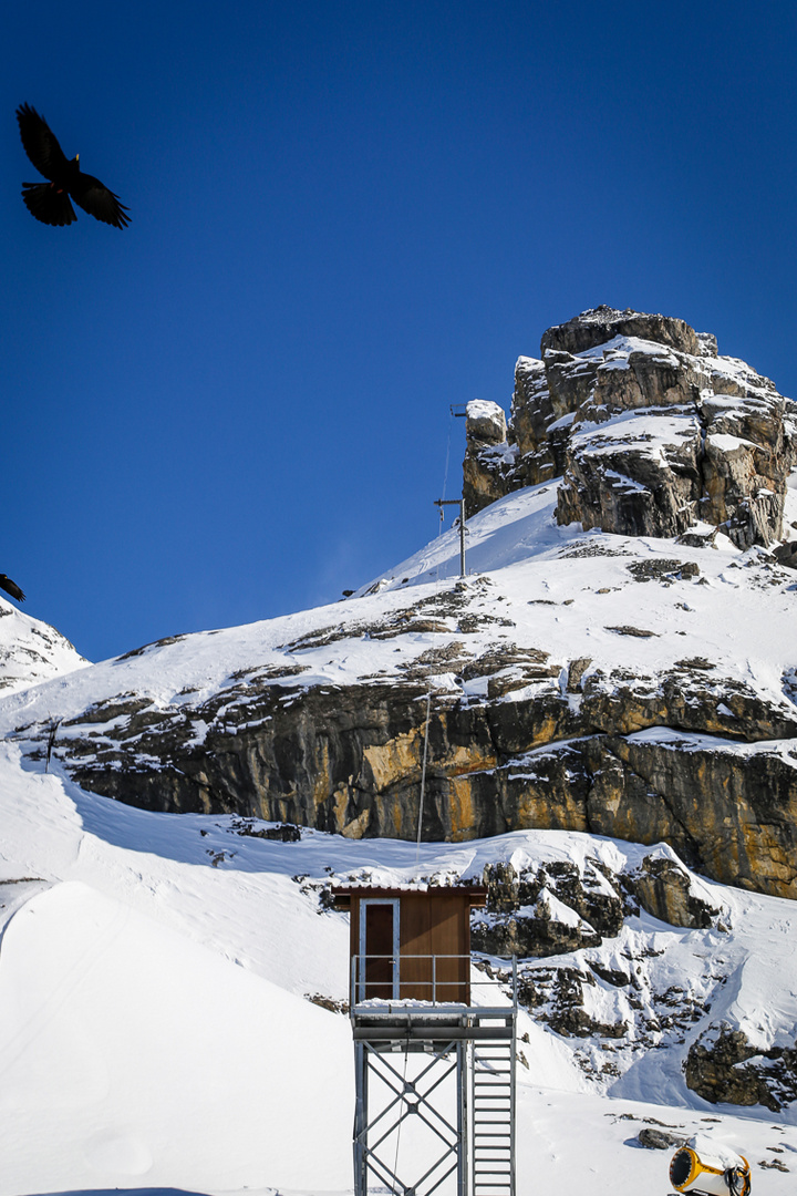 Stilleben mit Schneekanone und Bergdohle