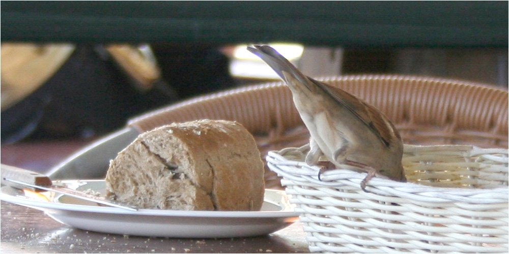 stilleben mit vogel