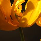 "Stillebendiges in einer Tulpe (..fast wie ein Gemälde II )