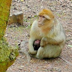 Stillende Makake mit Neugeborenem