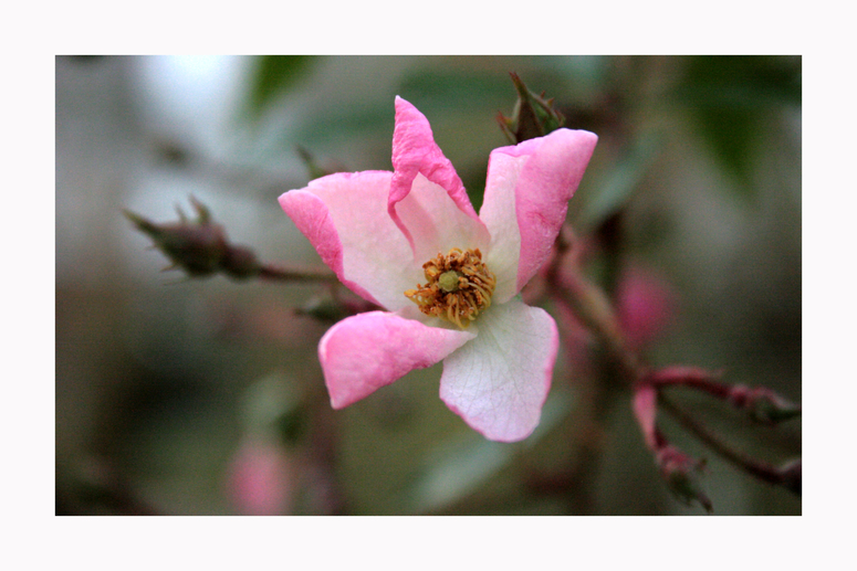 Stiller Abschied vom Herbst